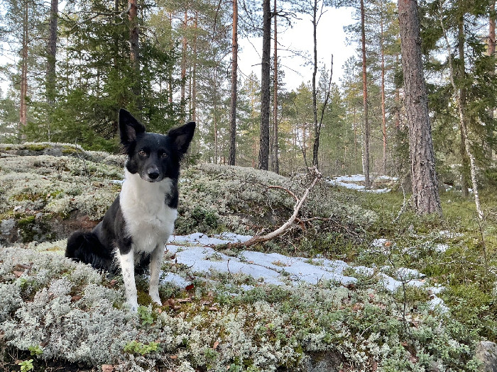Mun lemppari rallytokotehtävä