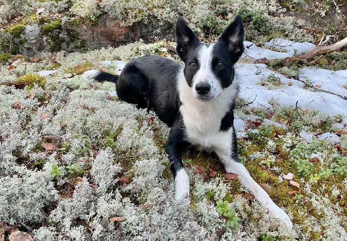 Porrashirviö!