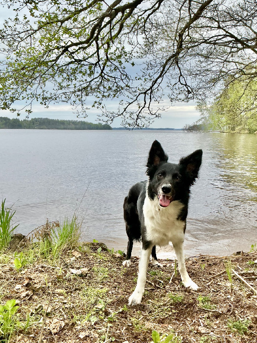 Vesitaitotehtäviä!